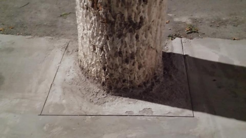 Чтобы деревья дышали. В Узбекистане начнут массово освобождать деревьев из бетона