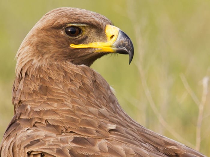 В Узбекистане защитят птиц от столкновений с турбинами на ветряной электростанции