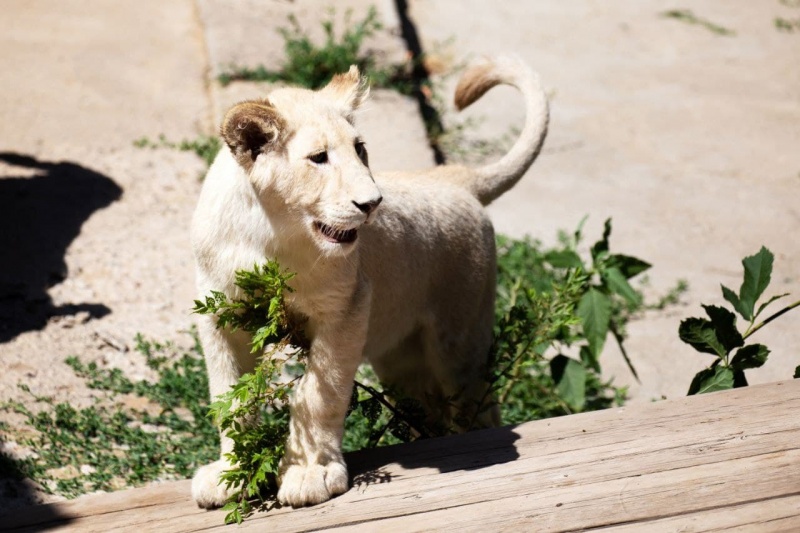 Зооняшки. Два белых львенка стали жителями Ташкентского зоопарка