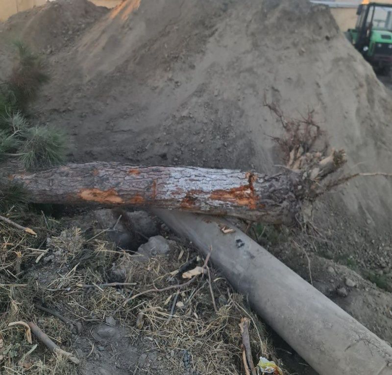  Уничтожил 4 дерева — посади 400. Случай в Бухарской области